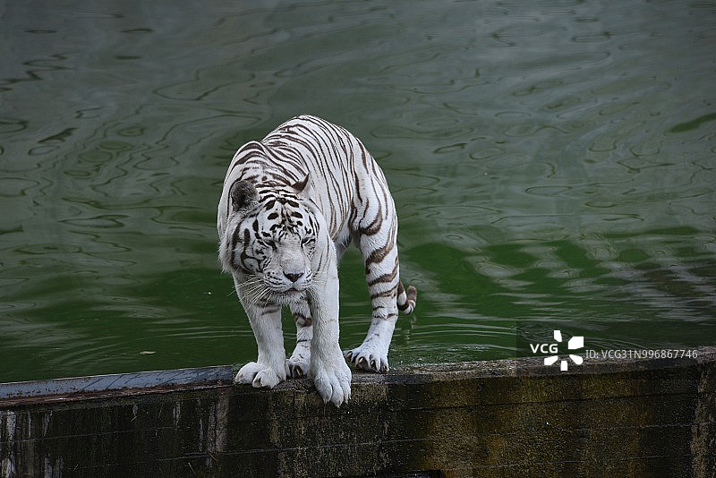 西班牙气温高达35摄氏度 老虎动物园内戏水纳